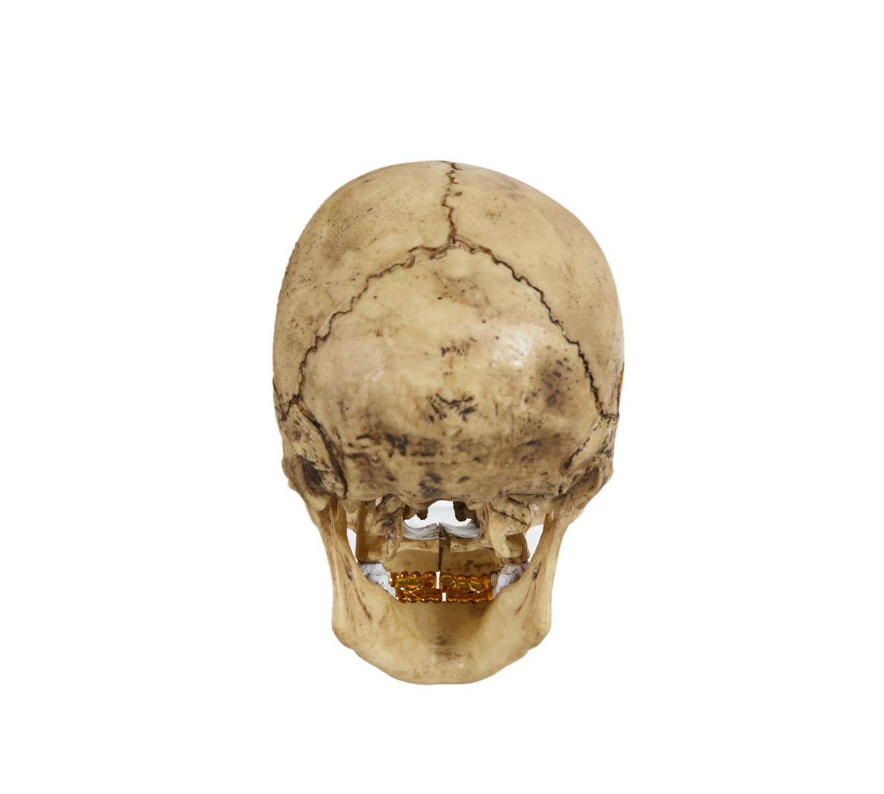 Supreme 4D Model Human Skull, Natural